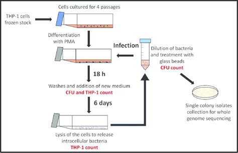 Mycobacterium Tuberculosis Culture