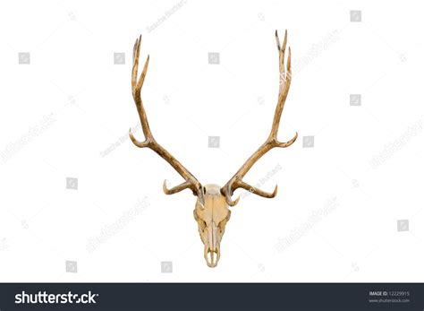 Elk Skull Antlers Closeup Isolated On Stock Photo 12229915 Shutterstock