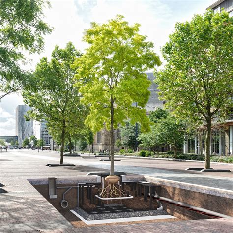 shrubs  tree street