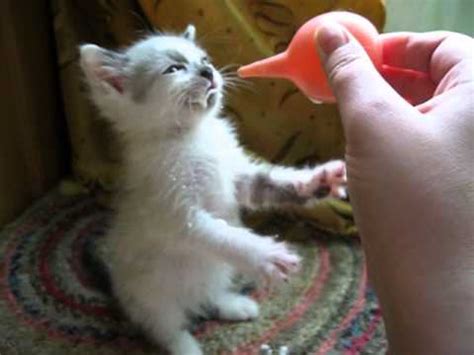 Как кормить котенка молоком, если нет мамы. Котенок кушает детское ...