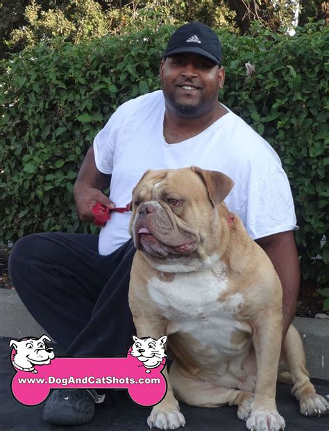 American Bully Vs American Bulldog