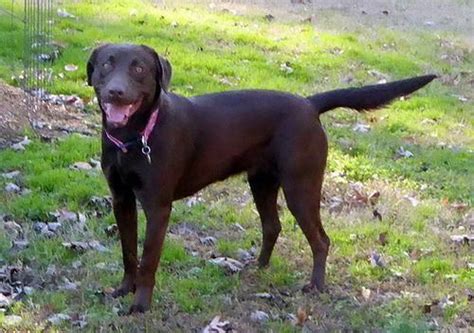 Adopt River On Petfinder Labrador Retriever Dog Chocolate Labrador