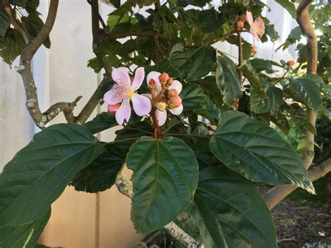 Bixa Orellana Lipstick Plant
