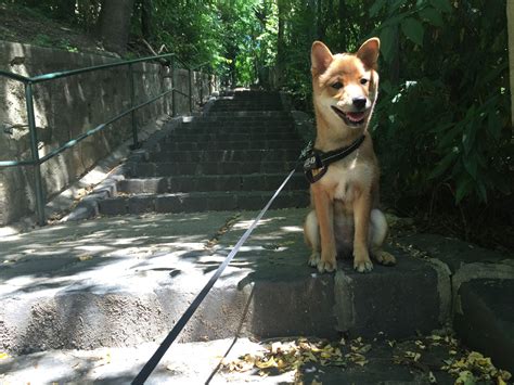 Mango The Shiba Inu