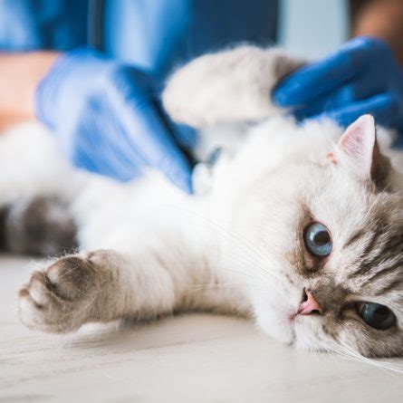 FIV felina como ocorre a transmissão e quais os sintomas