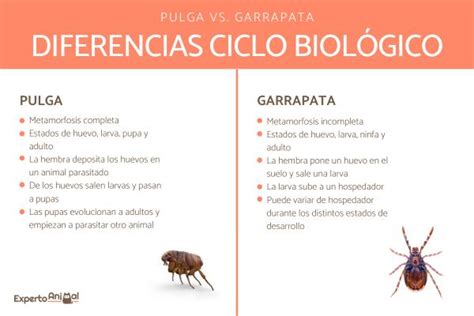 Diferencias Entre Pulga Y Garrapata Todo Lo Que Debes Saber