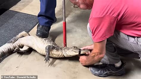 Louisiana Couple Recalls Moment They Came Face To Face With A 5ft