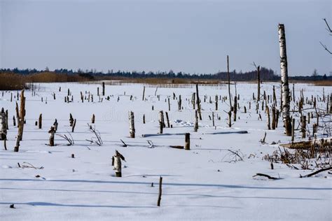 Frozen Naked Dry And Dead Forest Trees In Snowy Landscape Stock Photo Image Of Lithuania