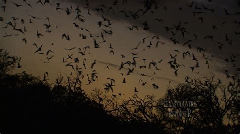 Bracken Bat Cave Texas Country Reporter Youtube