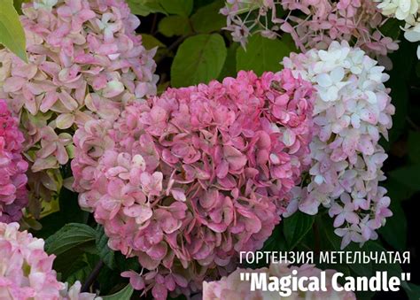 Новости питомника: 16 сортов гортензии метельчатой пополнили каталог