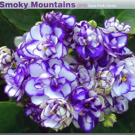 African Violets Need Special Plant Food Over Fertilizing Causes Leaf