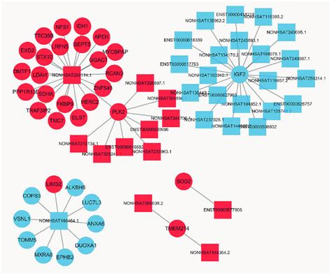 Lncrna Mrna Co Expression Network For Three Dysregulated Lncrnas And