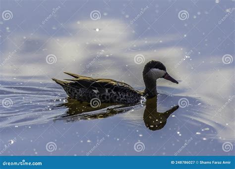 Red Billed Duck Or Red Billed Teal Swimming In Marievale Bird Sanctuary