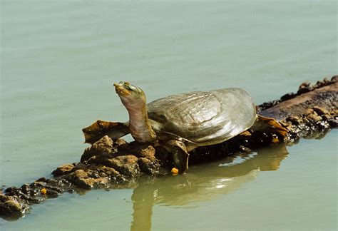 Indian turtles disappearing due to poaching | Dialogue Earth