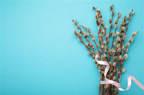 Premium Photo Bouquets Of Pussy Willow Branches With Pink Ribbon On Blue Background