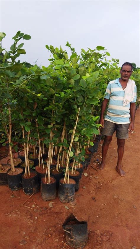 Green Santulam Album Red Sandalwood Plant For Plantation 70 Feet At