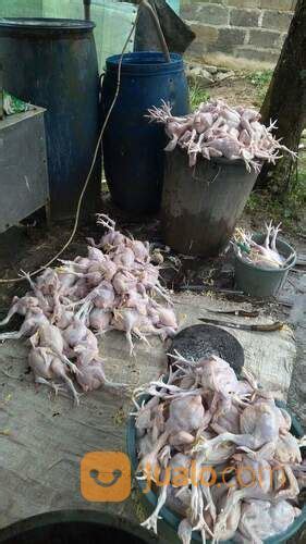 Rumah Potong Ayam Bandung 53 Koleksi Gambar