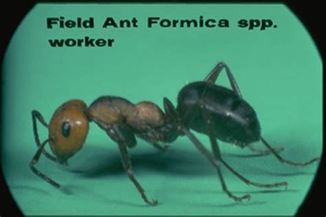 Field Ants