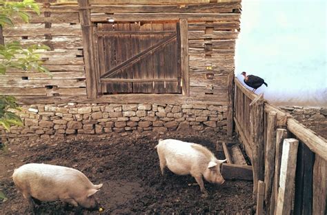 Pigs In Sty Stock Image Image Of Bird Animals Farm 44013725