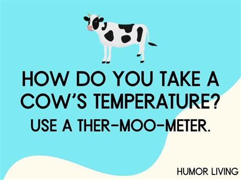 115 Funny Cow Jokes Youll Find A Moo Sing Humor Living