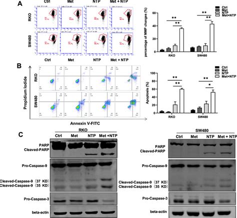 Metformin With Ntp Synergistically Induces Apoptosis A Mmp Of Rko