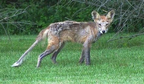 Fox On The Run Spca Warns City Residents Not To Approach The Sick Dog