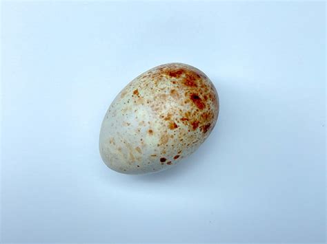 Akiapolaau Replica Bird Egg Etsy
