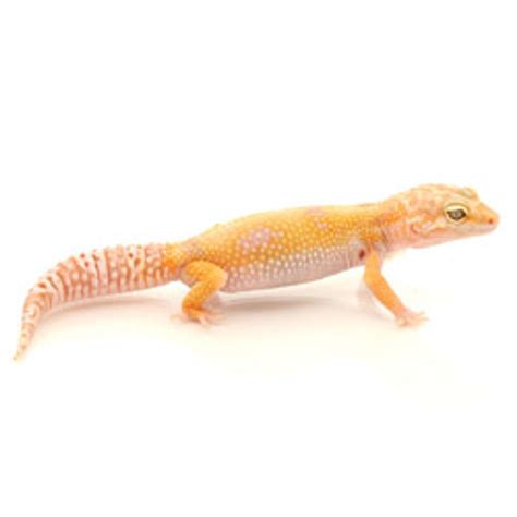 Leopard Geckos Hybino Leopard Gecko From