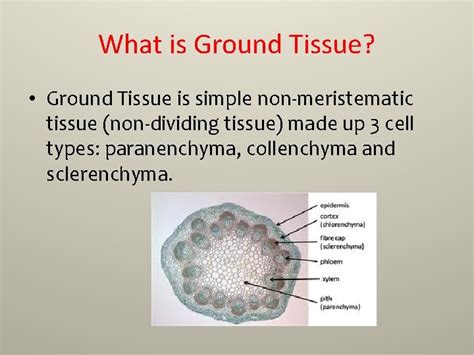 Ground Tissue What is Ground Tissue Ground Tissue