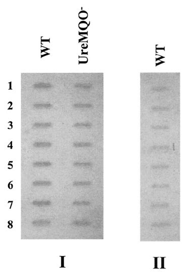 Slot Blot Analysis Of Urec And Urem Speci Fi C Mrna Total Cellular