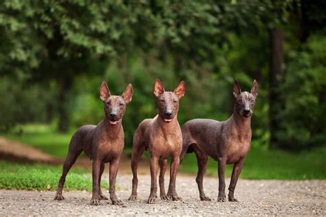 Xoloitzcuintli (Mexican Hairless Dog)—Full Profile, History, and Care