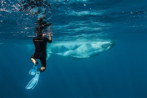 The Experience - Whales Underwater