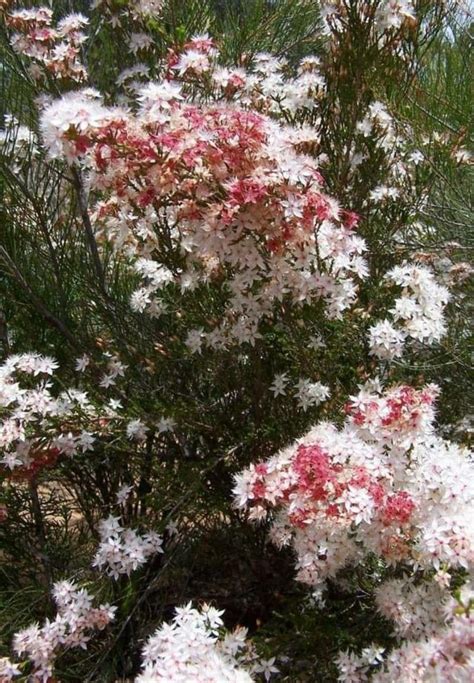 Calytrix Tetragona Labill Common Fringe Myrtle World Flora Pl