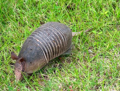 Corresponsal Con Fecha De Resistente Armadillo De Cola Pelada