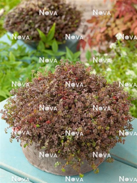 Acaena Kupferteppich in pot