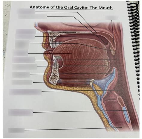 Oral Cavity Diagram Quizlet