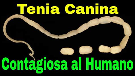 PARASITOS Que TRANSMITEN Los PERROS Al HOMBRE HOY La TENIA Del PERRO