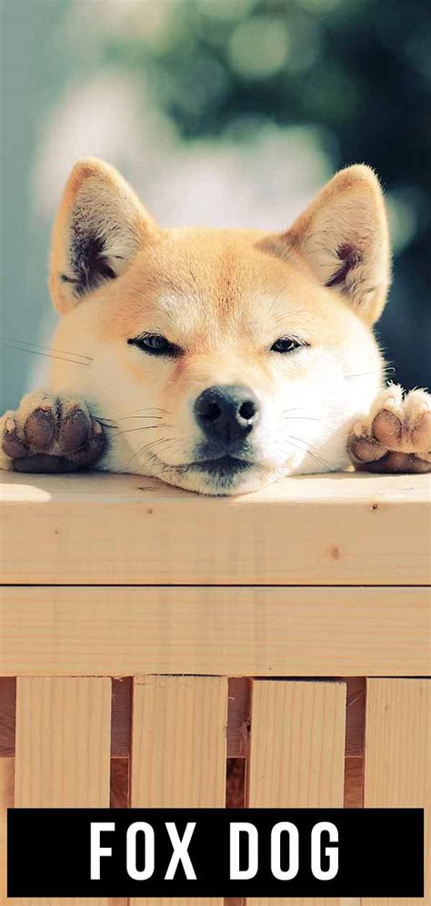 Fox Dog - Discover The Dog Breeds That Look Just Like Foxes!