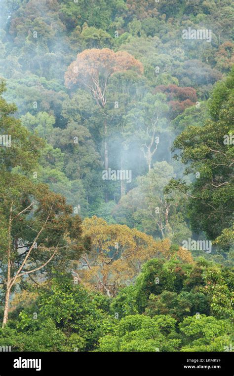 View of the Borneo rainforest trees, Malaysia Stock Photo - Alamy