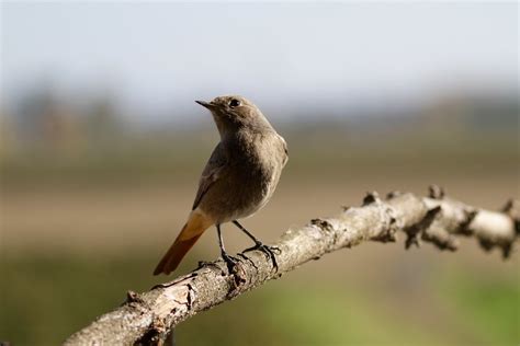 Female Redstart Femmina Di Codirosso Valentina Storti Flickr