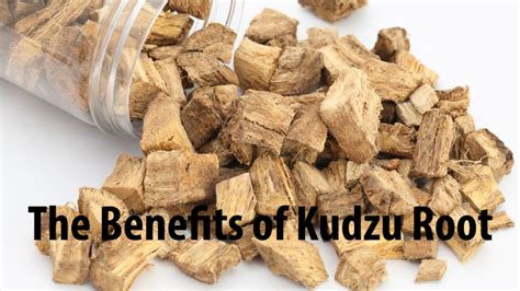 The Benefits Of Kudzu Root