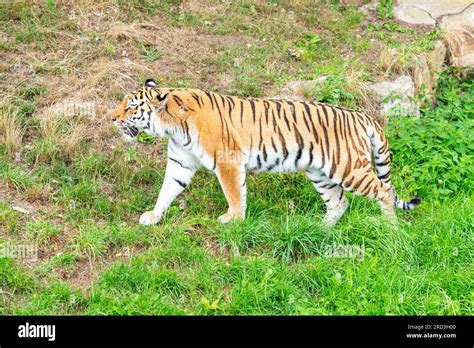 A Tiger At Yorkshire Wildlife Park Doncaster South Yorkshire Uk