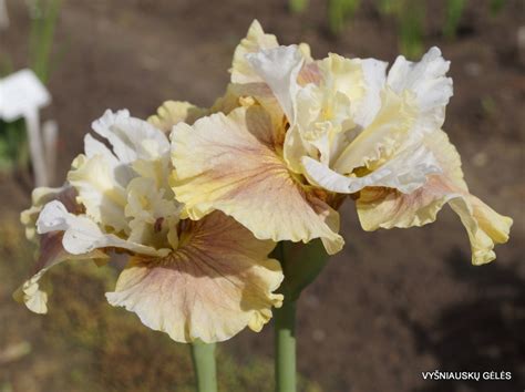 'Wynne Magnolia' - Vyšniauskų gėlės