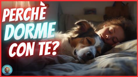 Perch Il Tuo Cane Dorme Con Te Motivi Che Amerai Youtube