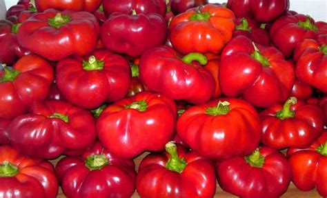 Перцы гогошары (22 фото) – описание сорта, особенности выращивания гогошар