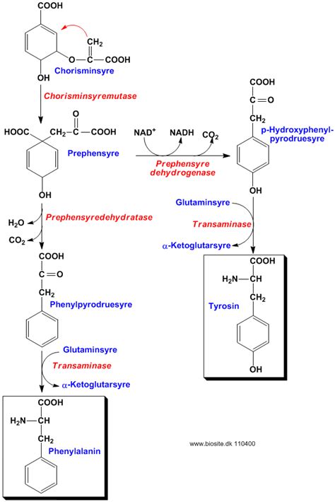 Biosyntesen Af Aminosyrerne Phenylalanin Og Tyrosin