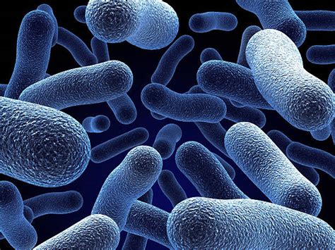 royalty  bacterium pictures images  stock  istock