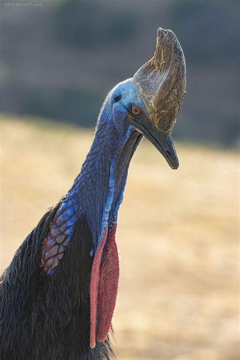 Cassowary Profile - Betty Sederquist Photography