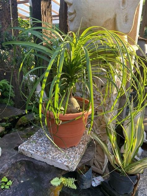 How To Grow Spider Plant As A Tree Balcony Garden Web