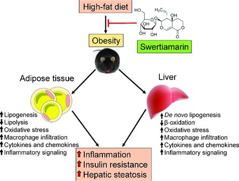 Putative Role Of Swertiamarin In The Amelioration Of Hfd Induced